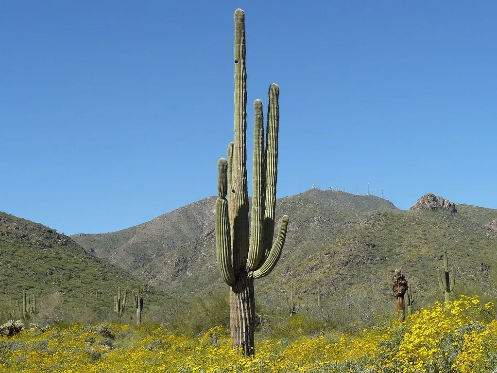5. The Sonoran Desert: The Desert That Defies All Desert Logic (docentjoyce, Flickr, CC BY 2.0)