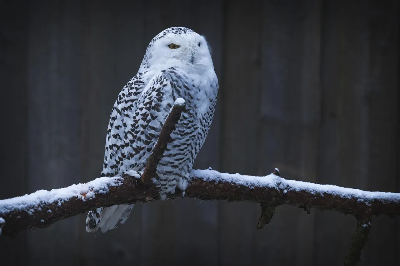 12. Snowy Owl: Ghost of the Winter Sky (Image Credits: Pixabay)