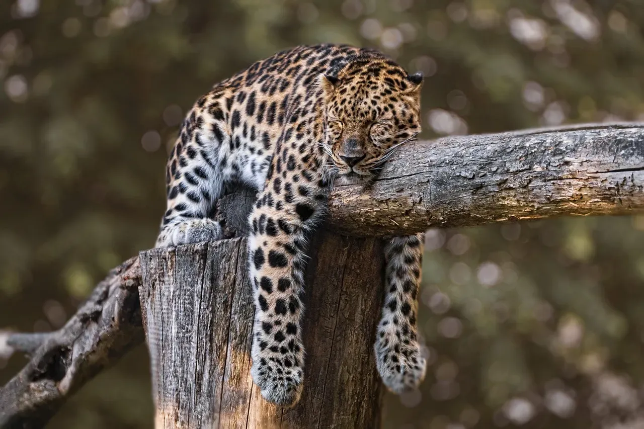 The Challenges These Cats Face Today (Image Credits: Pixabay)
