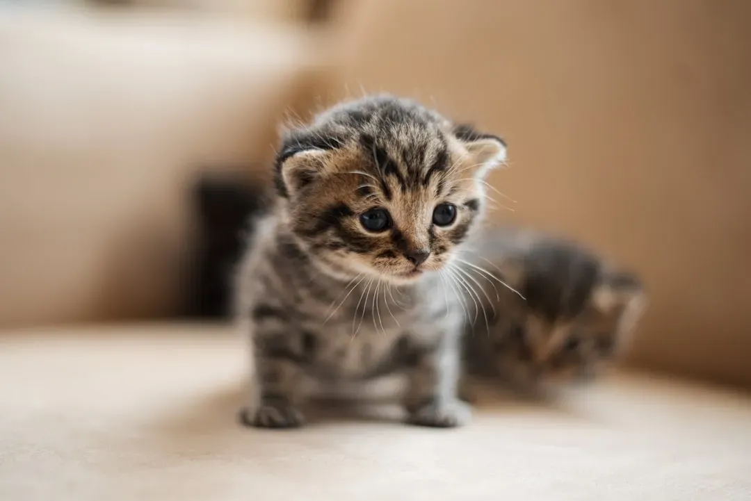 Kitten Instincts That Never Fade (Image Credits: Unsplash)
