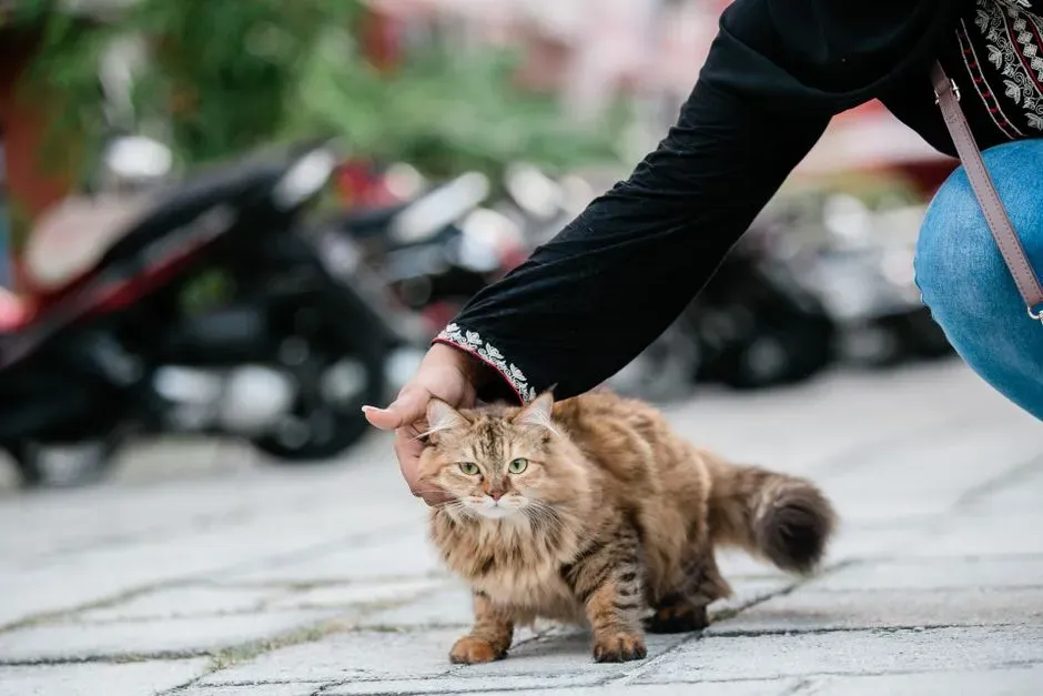 8. Avoidance of Being Picked Up or Touched (Image Credits: Pexels)