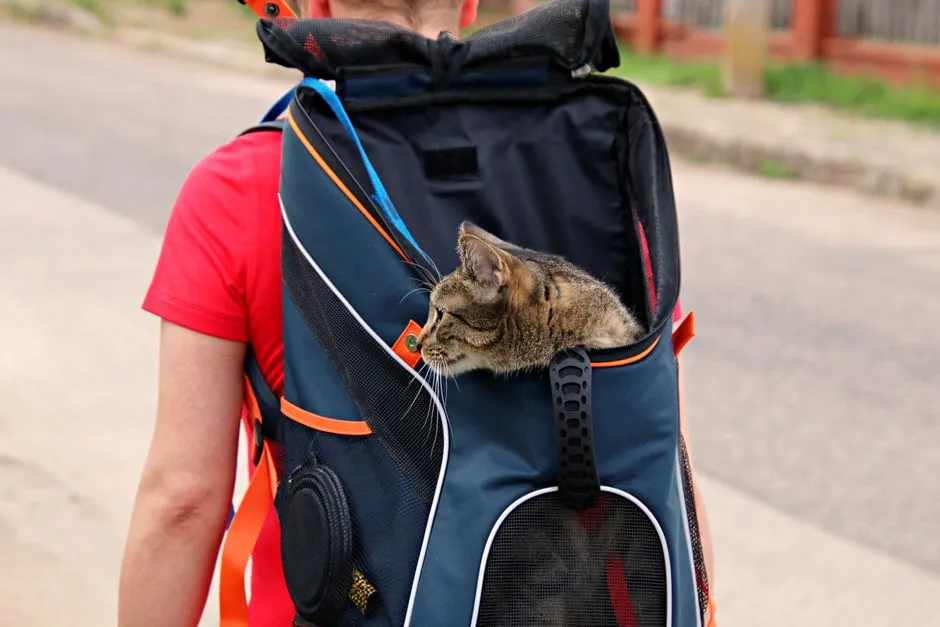 #4 - The Carrier Shouldn't Be a Prison. It Should Be Their Safe Cave. (Image Credits: Pexels)