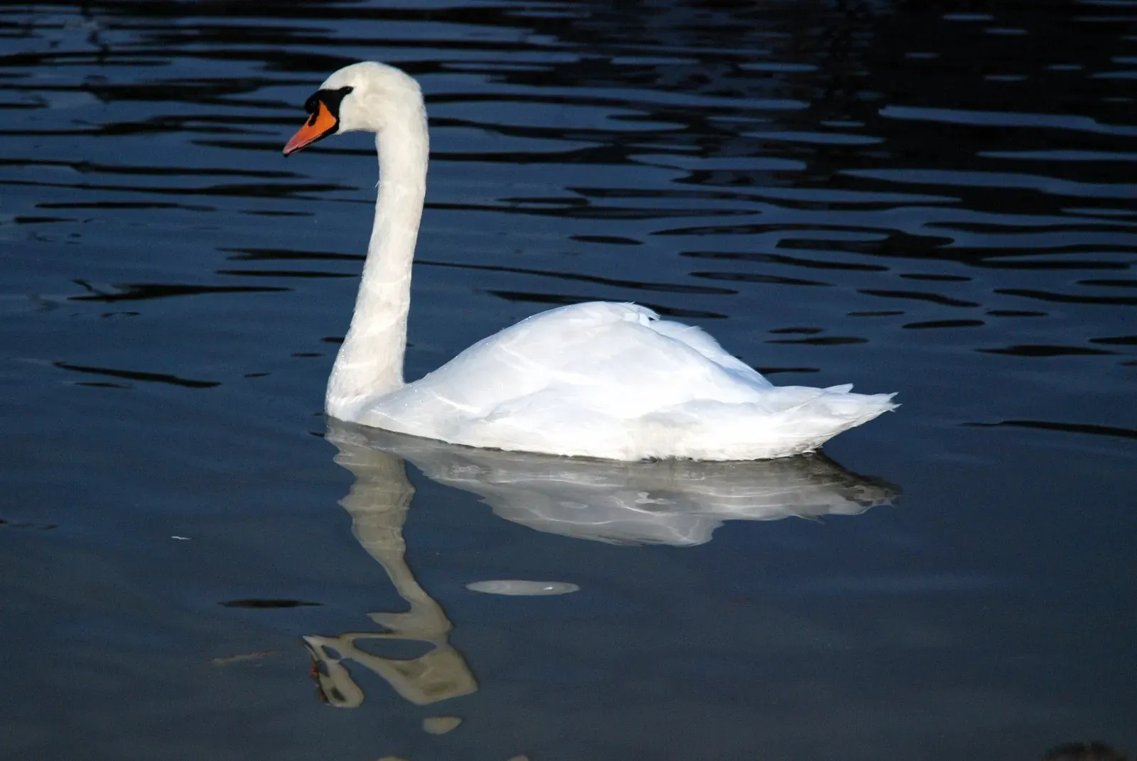 Venus Retrograde in Scorpio: The Swan's Deep Waters (Image Credits: Wikimedia)