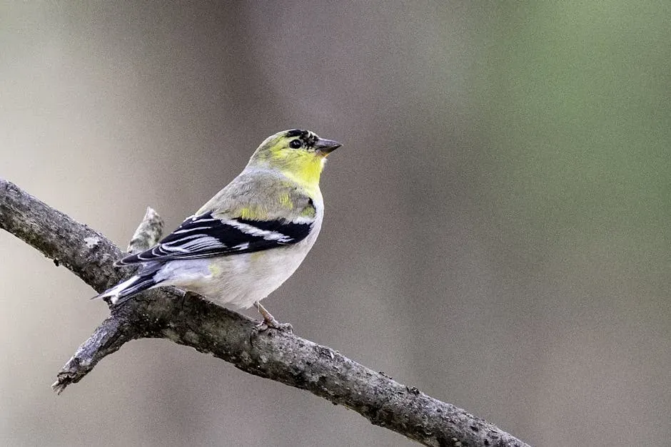 #4: They Are the Only Finch in Their Subfamily to Molt Twice a Year (Image Credits: Pexels)