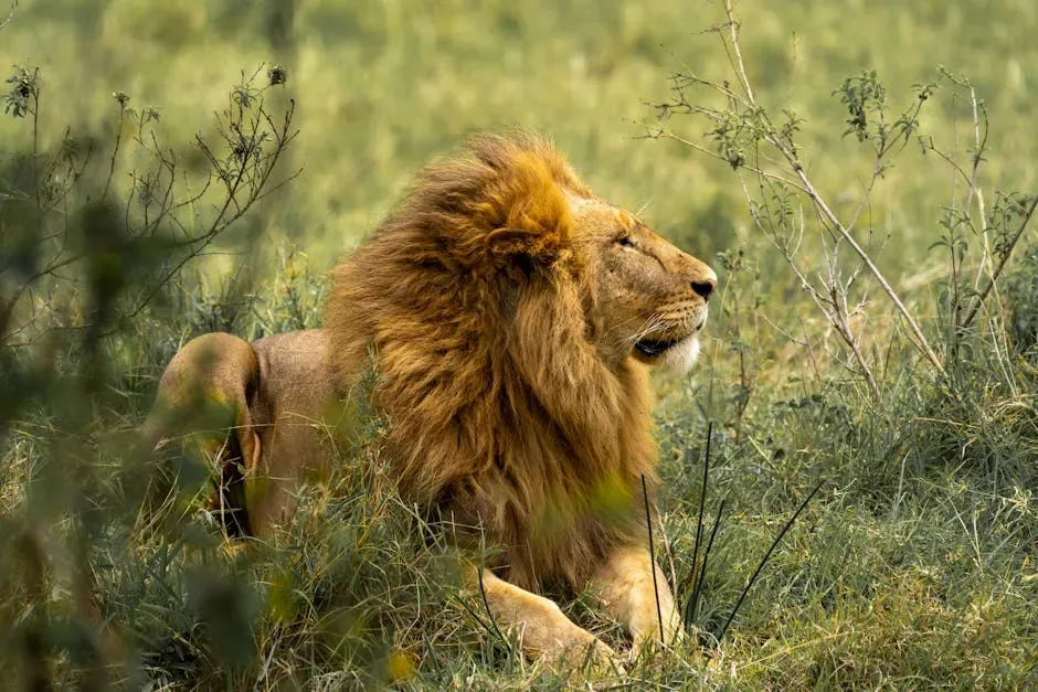 7. Lion: The King Who Actually Earns the Crown (Image Credits: Pexels)