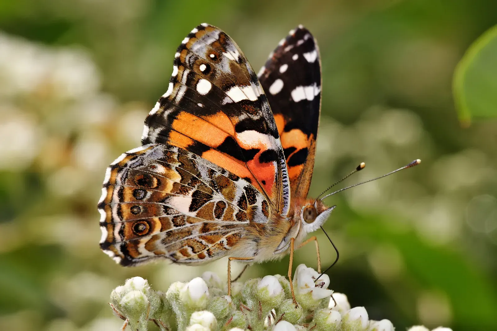 7. Painted Lady (Vanessa cardui) (By fir0002  flagstaffotos [at] gmail.com
Canon 20D + Sigma 150mm f/2.8 + Canon MT 24-EX, GFDL 1.2)