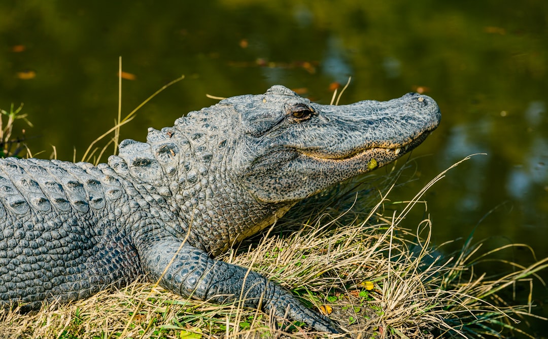 Lake Jesup, Florida (Image Credits: Unsplash)