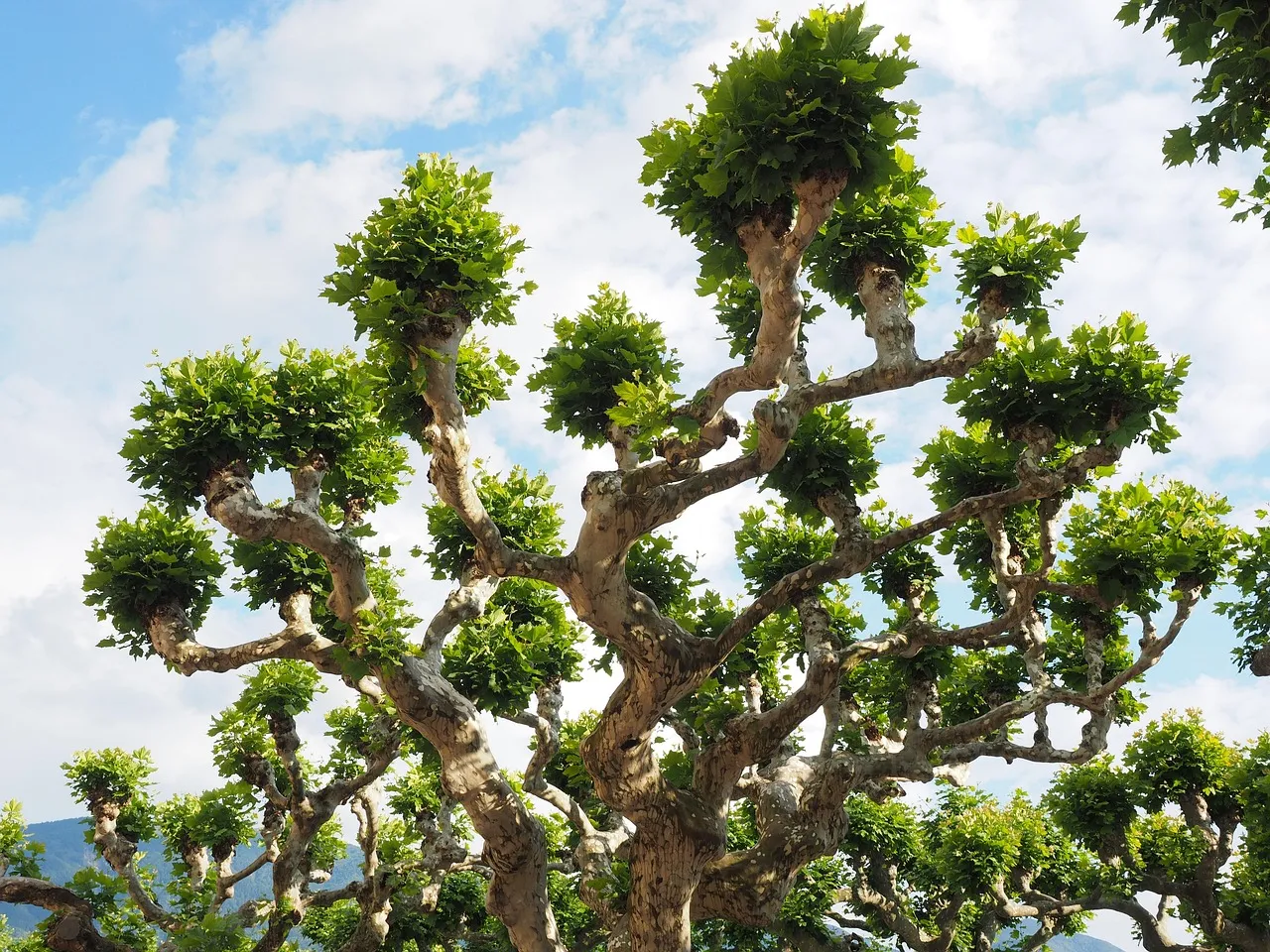 #4 - Sycamore (Platanus occidentalis): The Apartment Complex for Cavity Nesters (Image Credits: Pixabay)