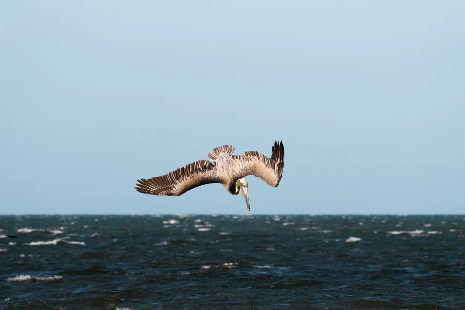 Species Variations: Not All Pelicans Are Alike (Image Credits: Pexels)
