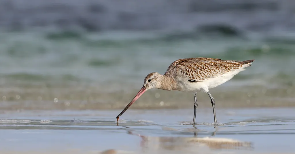 Bar-Tailed Godwit: Non-Stop Flyers (patrickkavanagh, Flickr, CC BY 2.0)
