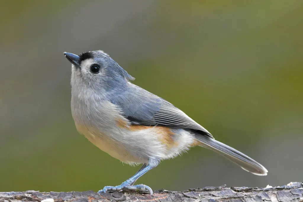 #5: They Are Among the Most Intelligent Backyard Birds (Image Credits: Rawpixel)