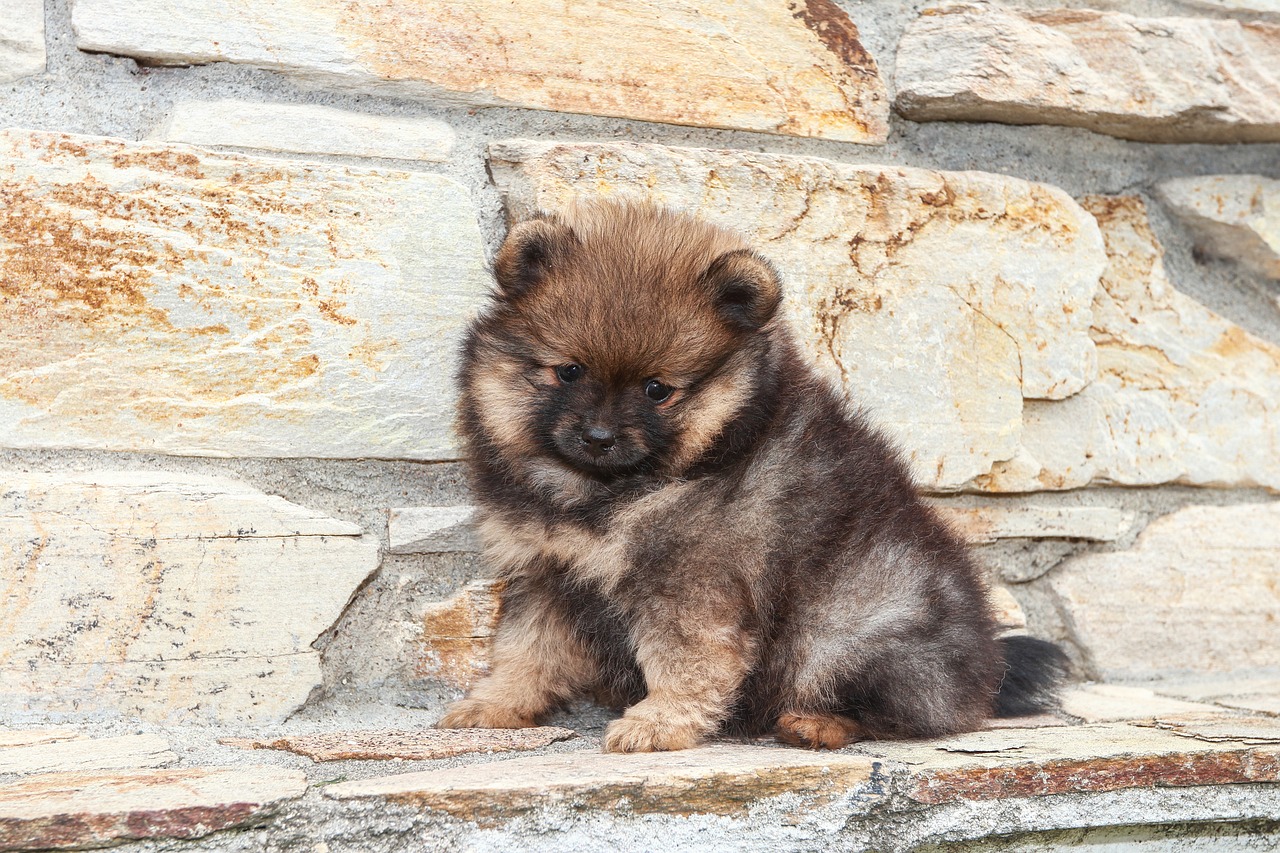 #12 - Pomeranian (Image Credits: Pixabay)