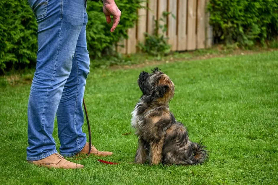Punishing Your Dog After the Fact (Image Credits: Pexels)