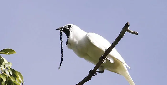 4. The White Bellbird: The Loudest Call on Earth (Image Credits: Flickr)