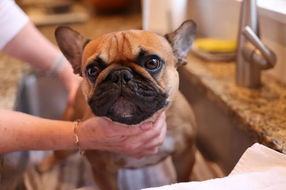 Grooming and mess: surprisingly easy, but not zero effort (Image Credits: Pexels)