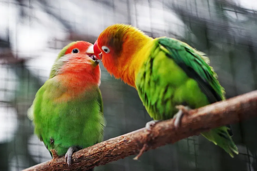 #9 – Lovebirds Can Pine Themselves to Illness (Image Credits: Unsplash)