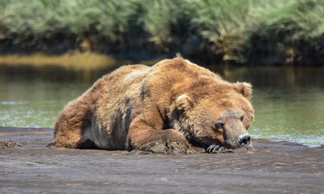 The Metabolic Crisis That Threatens Bear Survival (Image Credits: Unsplash)