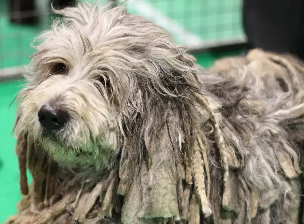 Bergamasco Shepherd: The Flocked Wonder (Image Credits: Flickr)