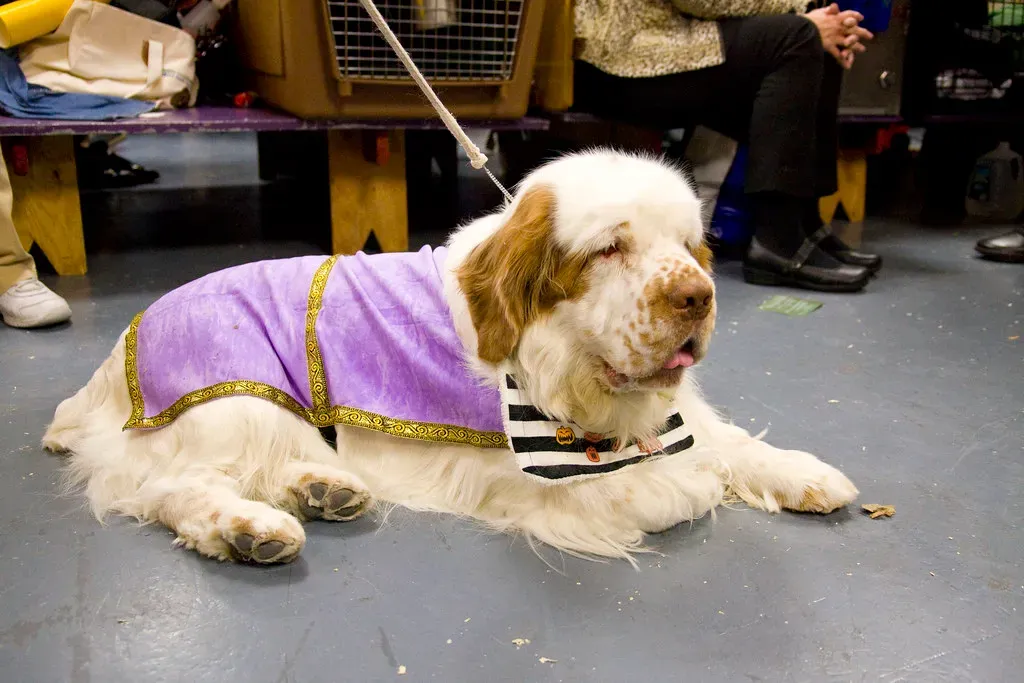 1 &ndash; Clumber Spaniel (audrey_sel, Flickr, CC BY-SA 2.0)