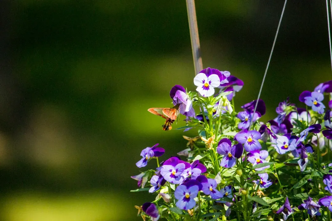 #4 - Firecracker Plants and Cuphea in Pots (Image Credits: Unsplash)