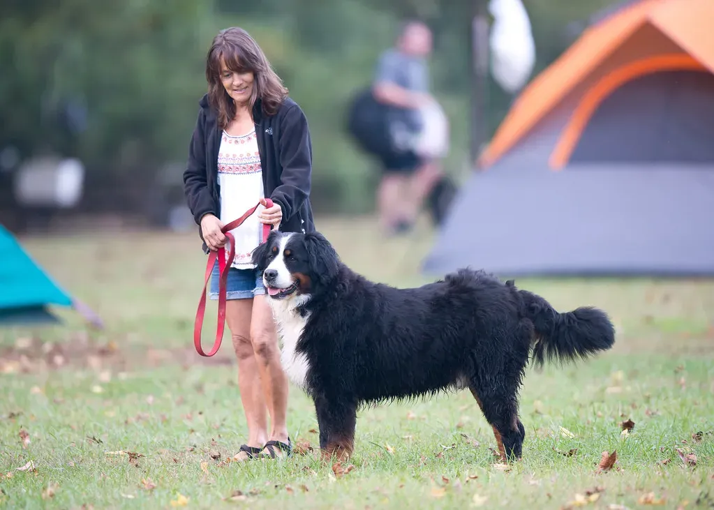 5. Bernese Mountain Dog: The Gentle Giant With a Service Heart (Image Credits: Flickr)
