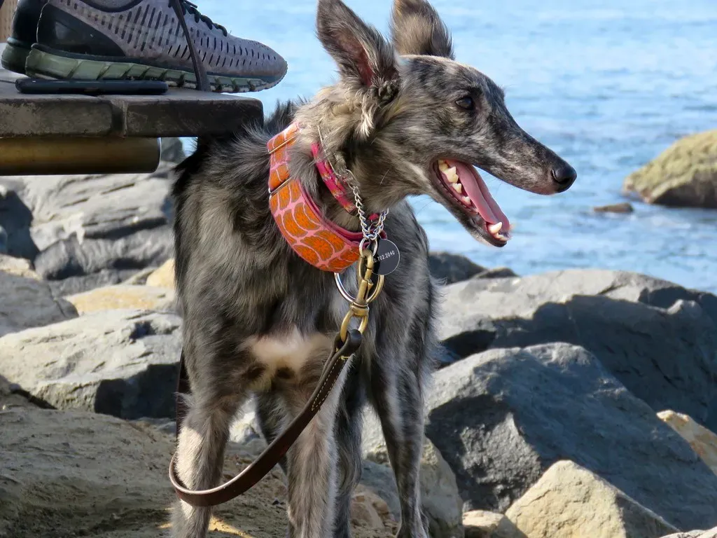 Aquarius: Free Spirits Require Independent Canines (Image Credits: Flickr)