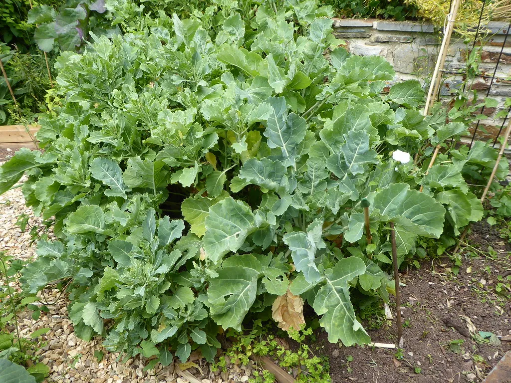 #18 - Perennial Kale (Permaculture Association, Flickr, CC BY-SA 2.0)