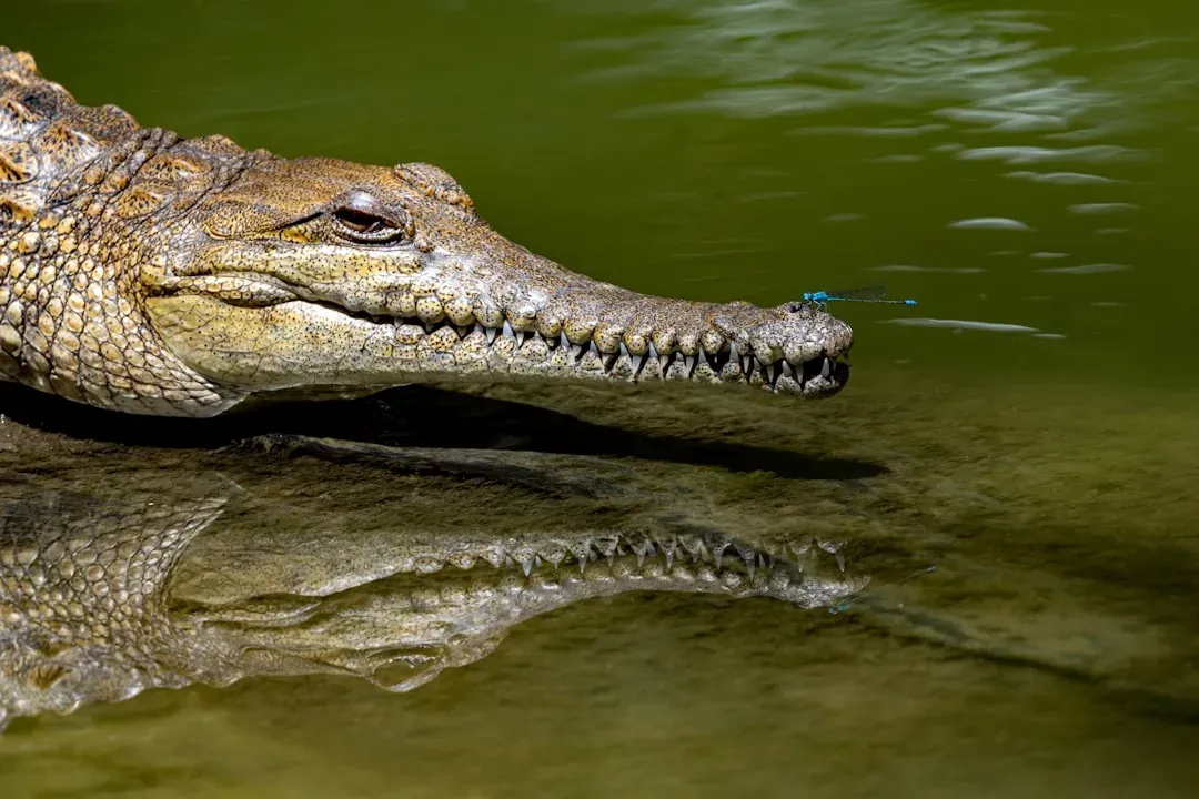 When The Environment Changes, So Do Crocodiles (Image Credits: Unsplash)
