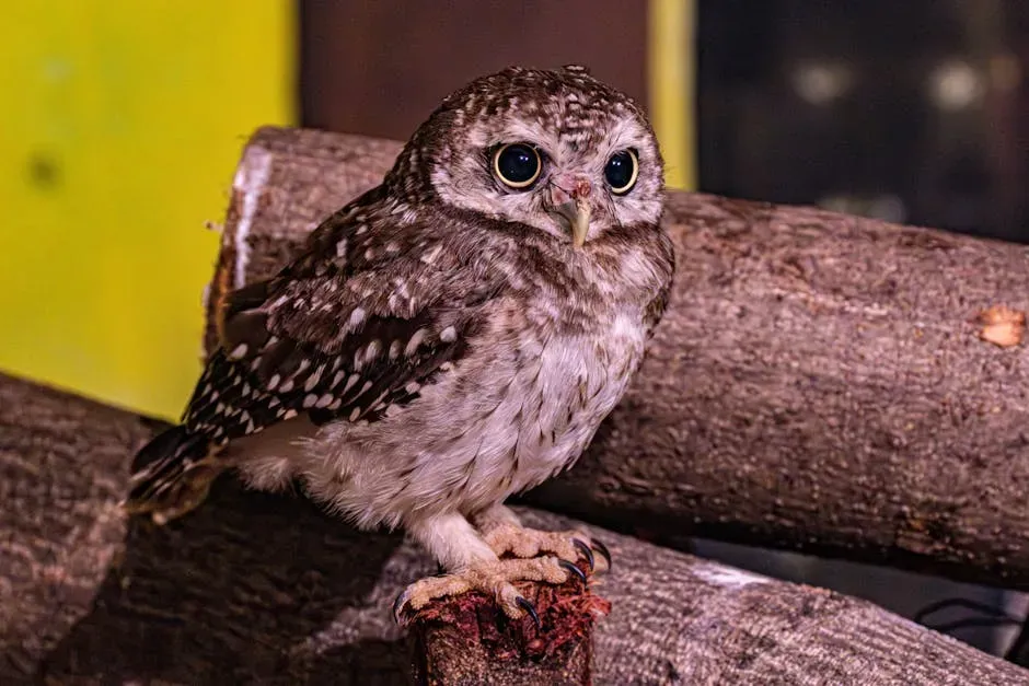 11. The Northern Spotted Owl (Image Credits: Pexels)