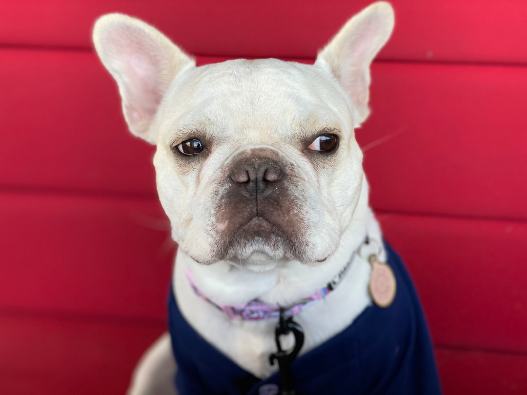Dogs Have Evolved Special Facial Muscles Just to Communicate With Us (Image Credits: Unsplash)