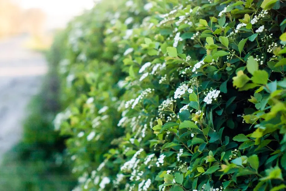#1 - Layered Native Hedges: The Ultimate Songbird-Pollinator Superstructure (Image Credits: Pexels)