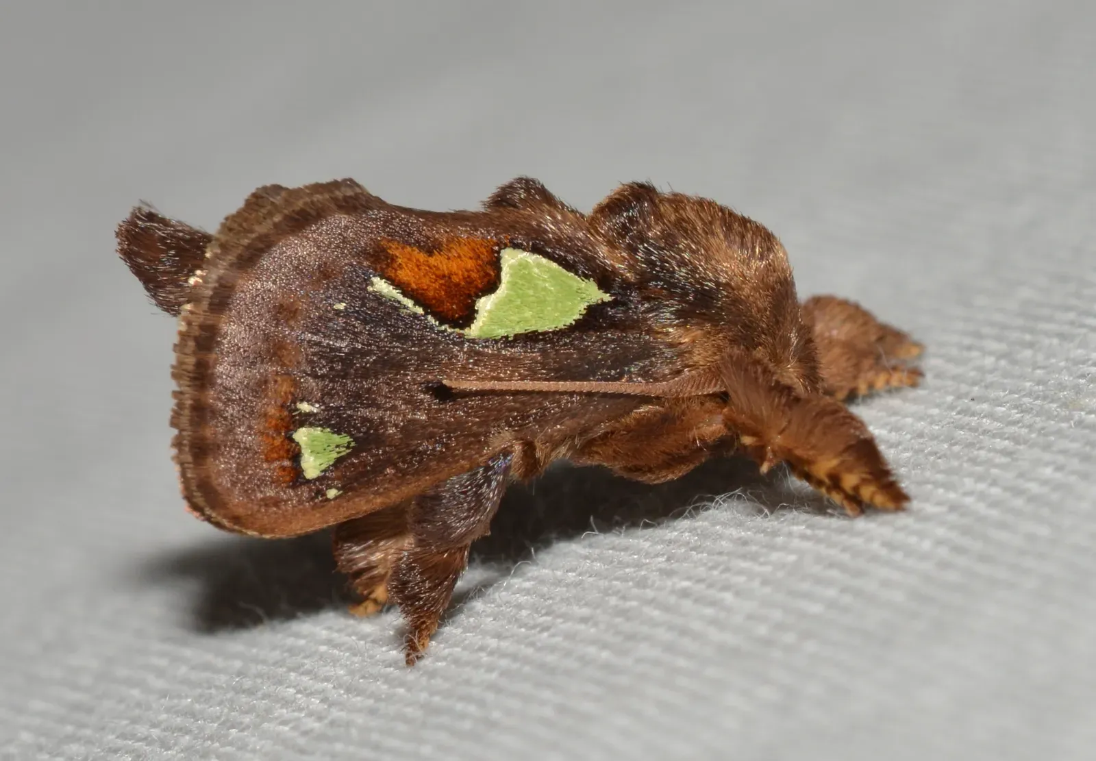 8. The Buck Moth Caterpillar: The Sting You Never Saw Coming (# 4697 &ndash; Euclea delphinii &ndash; Spiny Oak-slug Moth, CC BY 2.0)