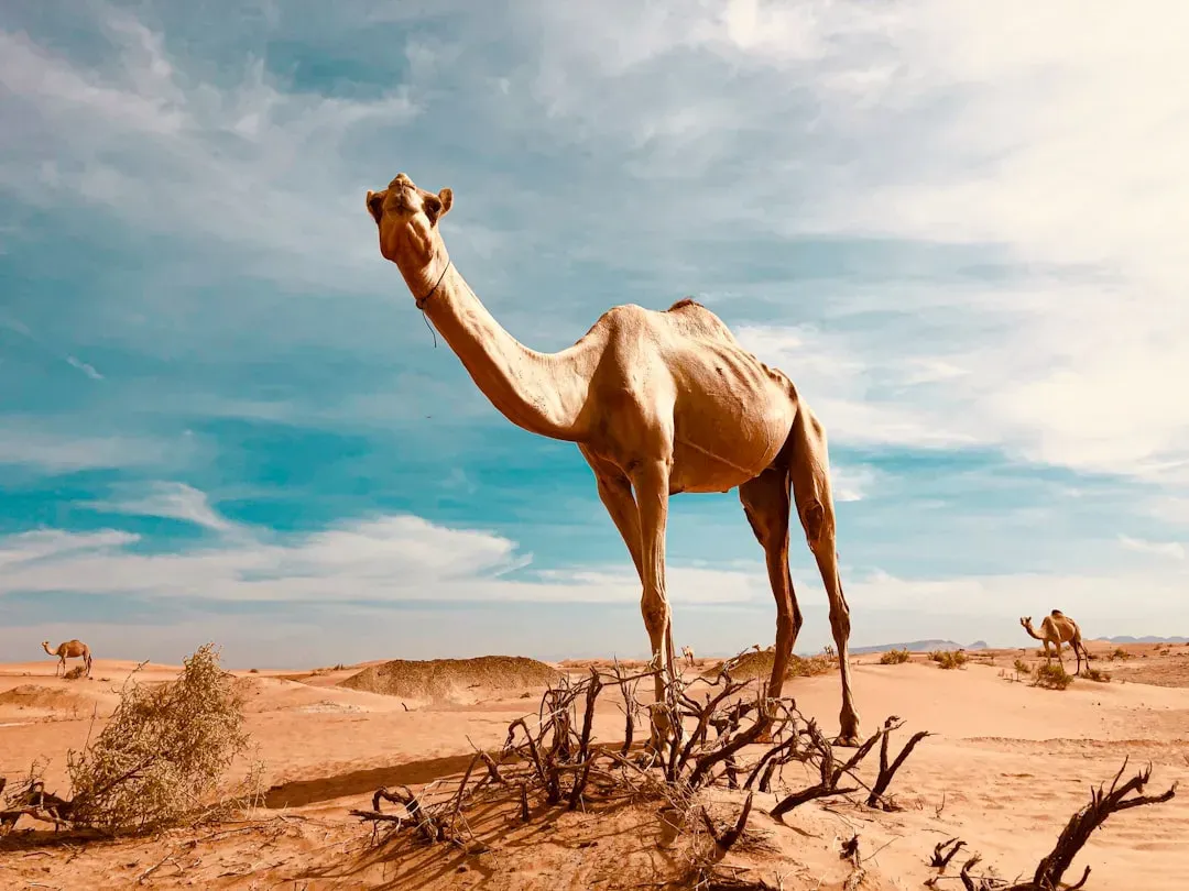 Desert Survivors: Life With Almost No Water (Image Credits: Unsplash)