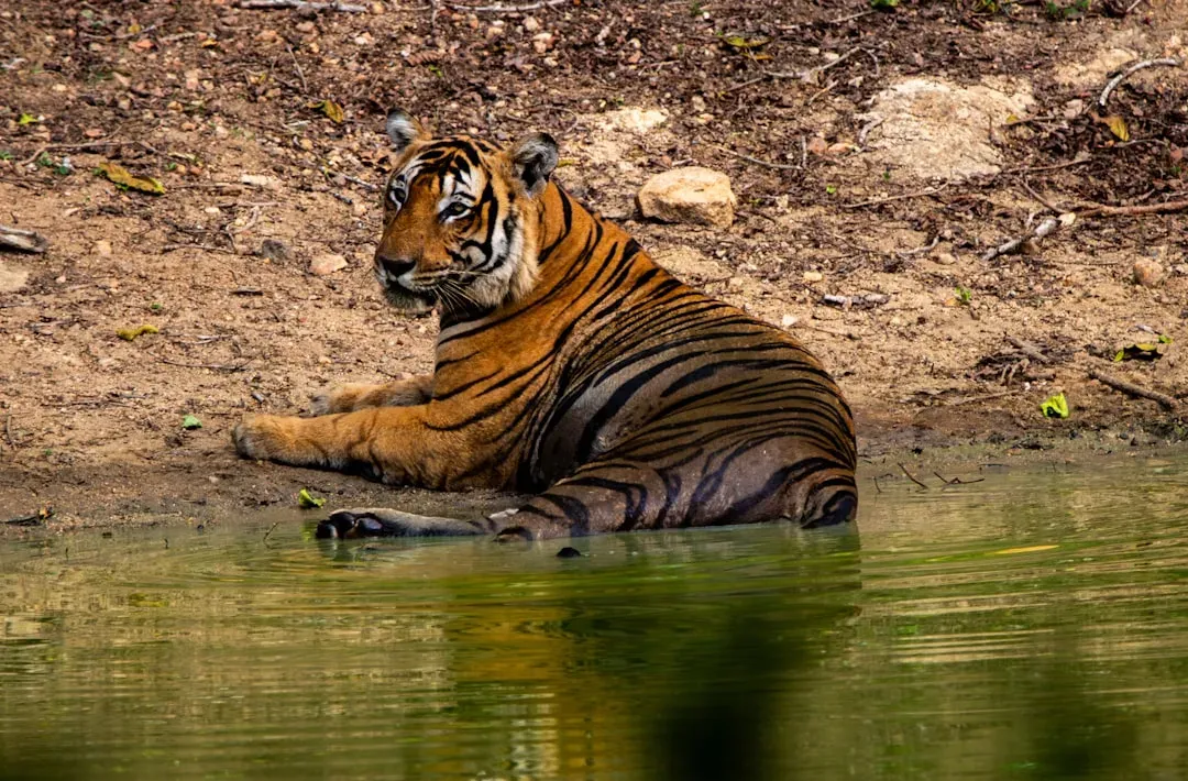 The Tiger: Courage and Protective Power (Image Credits: Unsplash)