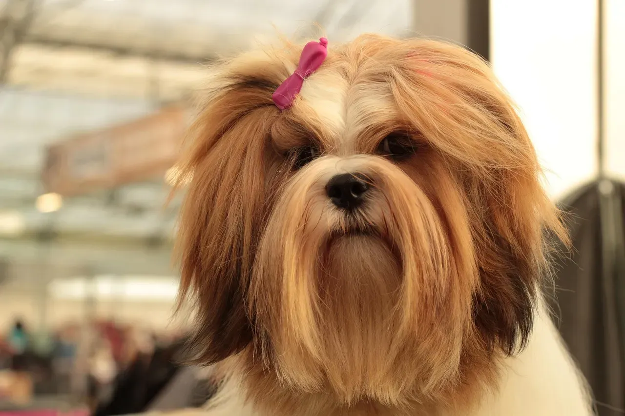 Lhasa Apsos and Tibetan Spaniels: The Small Sentinels Within (Image Credits: Pixabay)