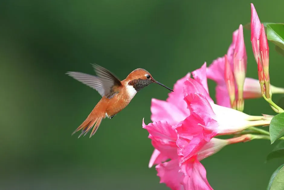 Aries (March 21 &ndash; April 19): The Rufous Hummingbird (Image Credits: Pexels)