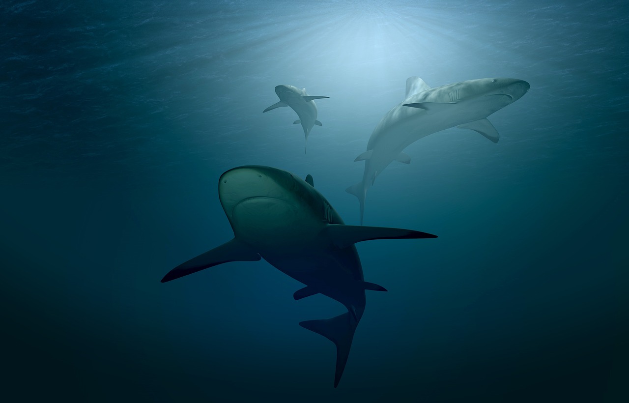 Ocean Temperature Creates New Shark Highways (Image Credits: Pixabay)