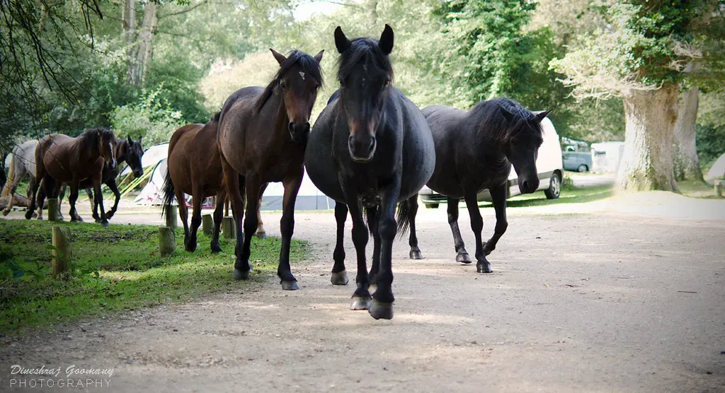 They Come to You in the Field (Image Credits: Flickr)