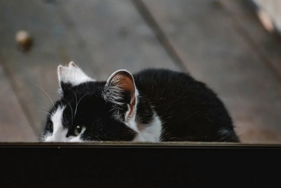 2. “Ignoring You” Is Often Their Way of Checking In (Image Credits: Pexels)