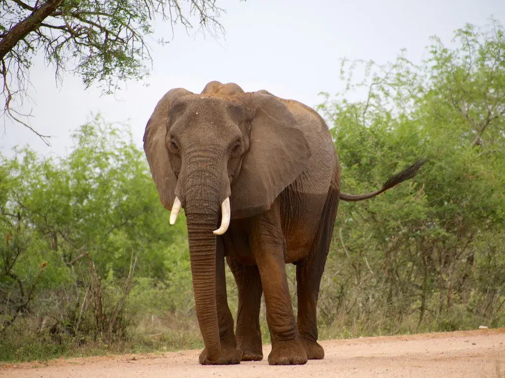 The Matriarch: Living Library of the Herd (Image Credits: Flickr)