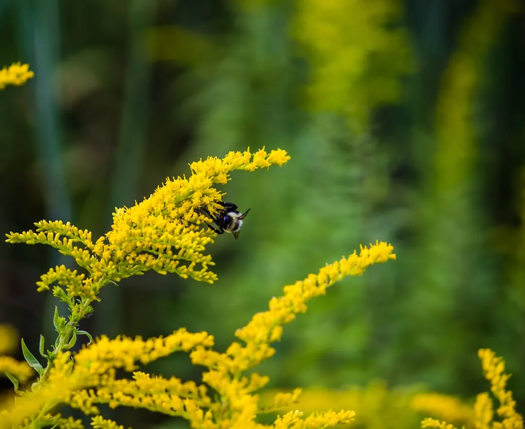 #13 - Goldenrod: Solidago That Supports Late-Season Pollinators (Image Credits: Unsplash)