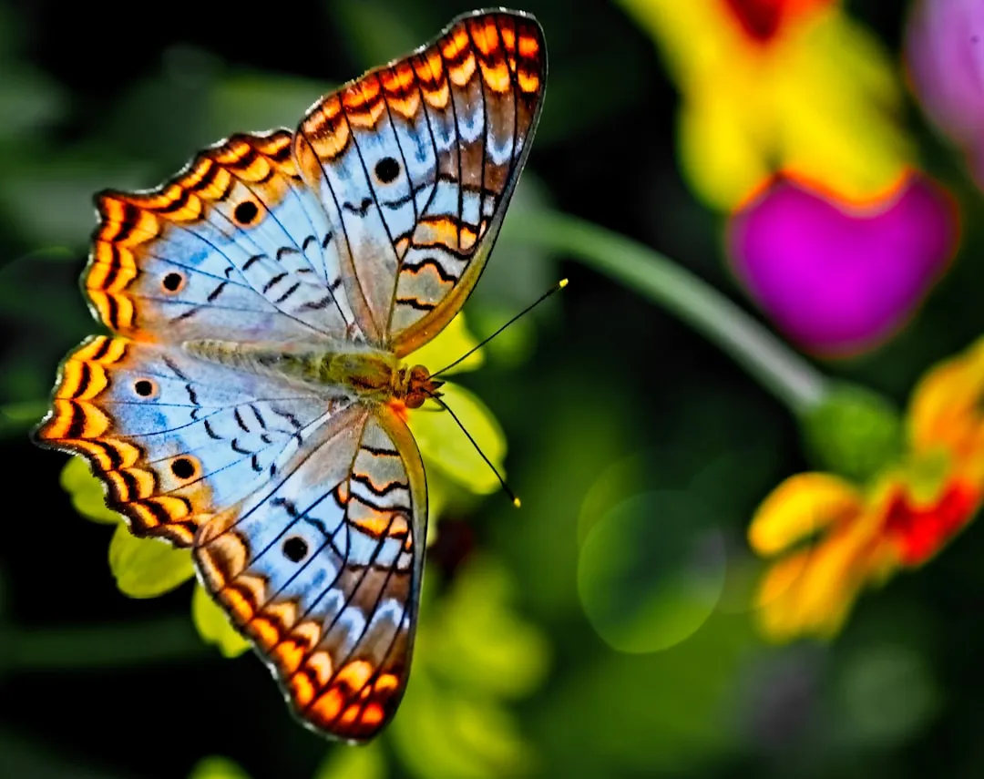 #7 Libra: The Graceful Butterfly (Image Credits: Unsplash)