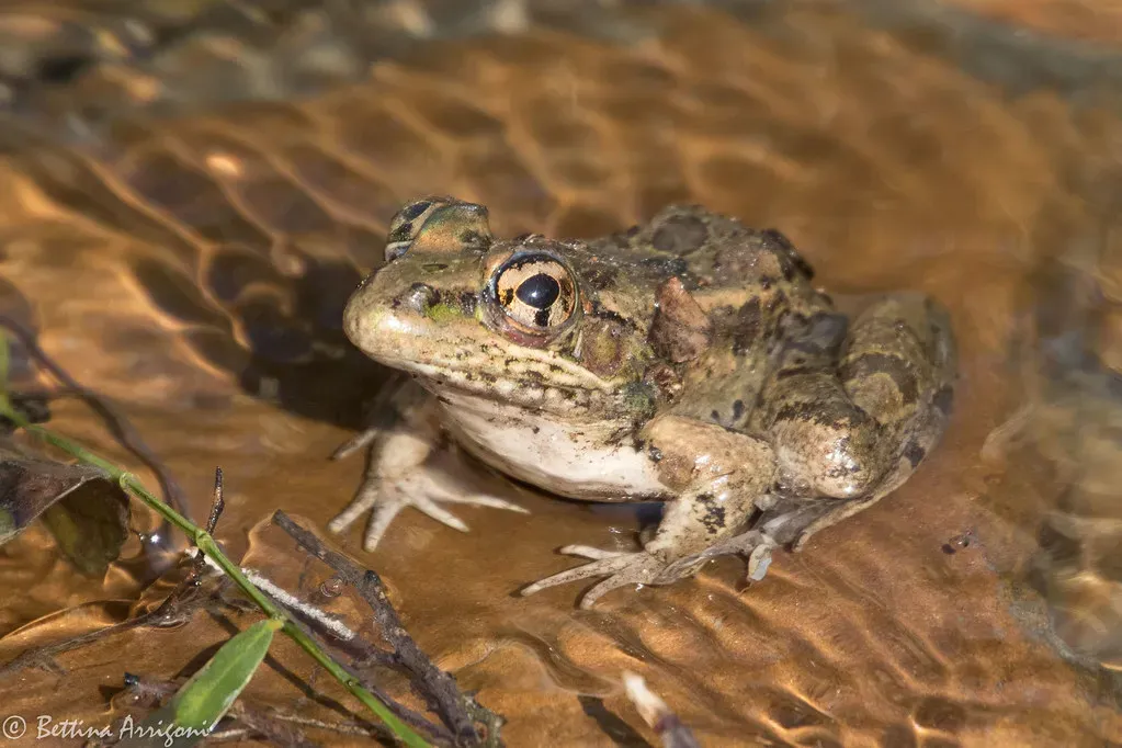 The Rio Grande Chirping Frog (Bettina Arrigoni, Flickr, CC BY 2.0)