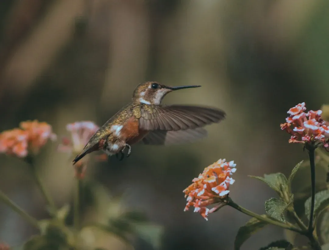 #9 - Garden Phlox: The Fragrant Perennial Most People Never Think to Plant for Hummingbirds (Image Credits: Unsplash)