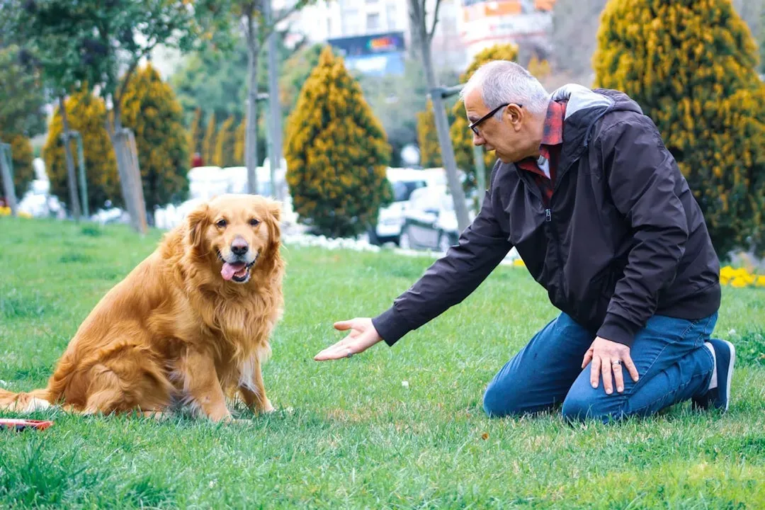 Adapting Positive Reinforcement for Senior Dogs (Image Credits: Unsplash)