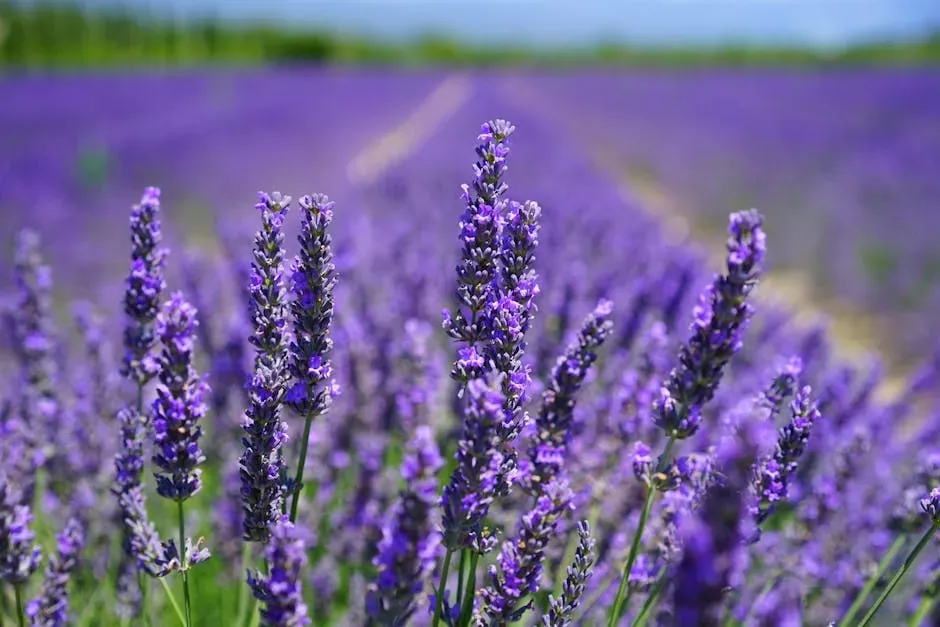 2. Lavender: The Scent That Soothes You but Horrifies Flies (Image Credits: Pexels)