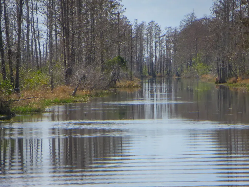 Okefenokee National Wildlife Refuge: Georgia's Swamp of Endless Mysteries (Image Credits: Flickr)