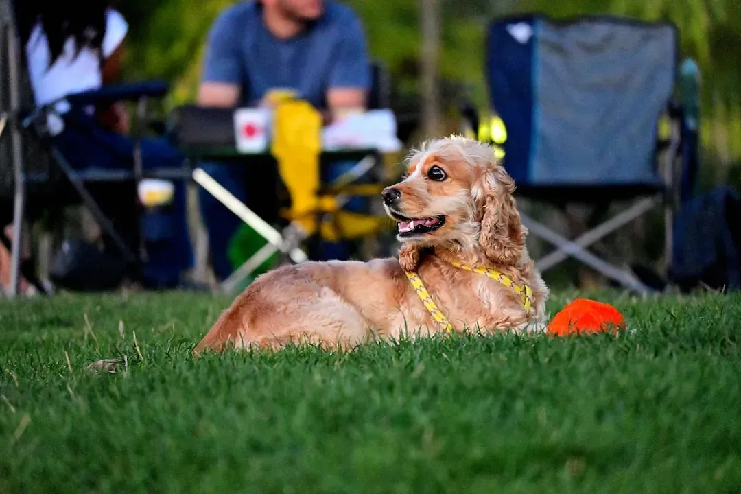 The Neurochemical Magic of Human-Animal Interaction (Image Credits: Unsplash)