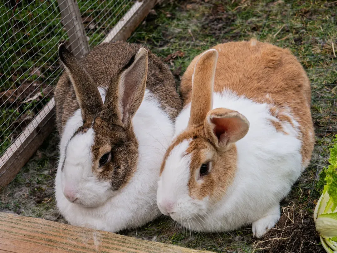 #7 – Rabbits: Prey Species With Hidden Emotional Depths (Image Credits: Unsplash)