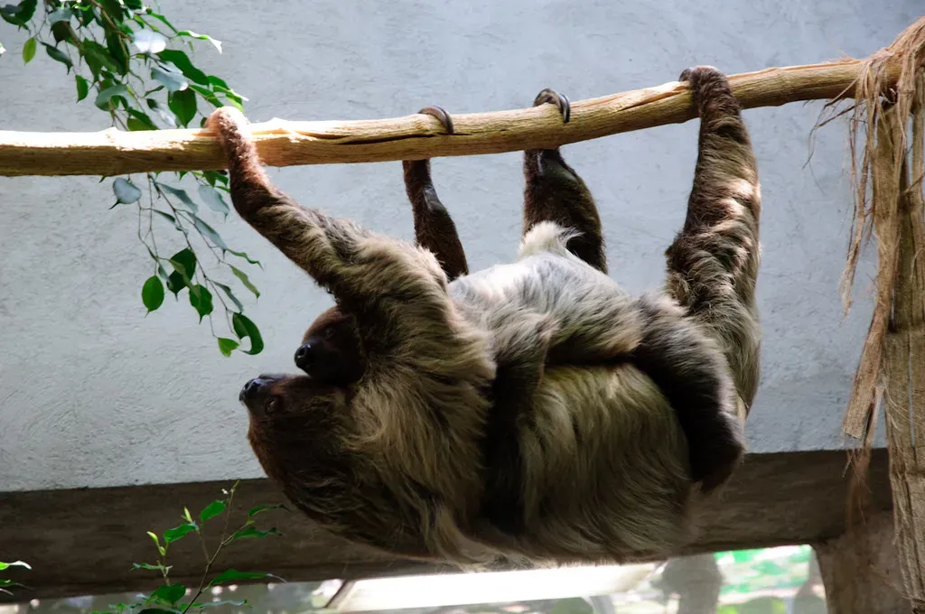 Giant Ground Sloth: The Enormous Herbivore (Image Credits: Flickr)
